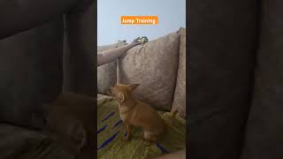 Lucys Jump Training  Youtubeshorts ytshorts funny dogs chichuahua pets [upl. by Euhc]