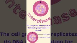 STAGES OF MITOSIS IN JUST 1 MINUTE 🙀🫢🫢 CAN YOU BELIEVE IT❗️❓️❓️ mitosis cells biology [upl. by Merwyn340]