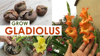 Gladiolus Flower  Gladiolus Bulb Growing Tips  Gladiolus Plant Care [upl. by Elyc]