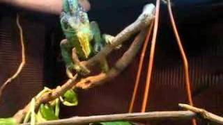 Veiled Chameleon eating a huge Hornworm [upl. by Grace]