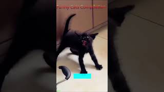 Funny Cats 2025 🐱 Cat Fight 🥰 FunnyCats Ep 4077 [upl. by Ocko]