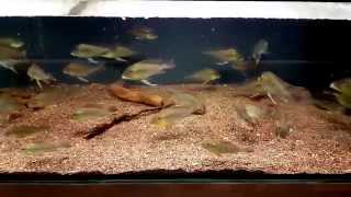 Geophagus altifrons quotCuruaquot [upl. by Gui]