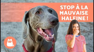 Comment PRÉVENIR LA MAUVAISE haleine chez le CHIEN 🐶🪥 [upl. by Slinkman627]