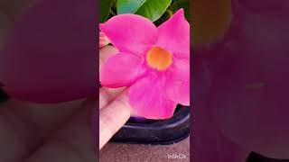 MANDEVILLA FLOWER PLANT [upl. by Ikcim]