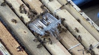 Introducing a queen to a queenless bee hive [upl. by Potash]