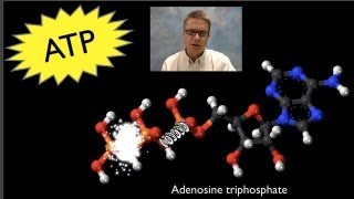 ATP Adenosine Triphosphate [upl. by Abie]