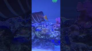 My clams maxima crocea derasa reef shortvideo shorts short music fish clam pearl aquariu [upl. by Dimitri217]