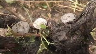 Touraine les vignes ravagées par la grêle  1706 [upl. by Ainahpets725]