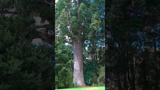 800 Year Old Kauri Tree  Warkworth Auckland [upl. by Sharity]