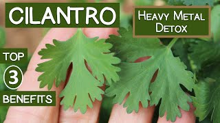 Cilantro Heavy Metal Detox Top 3 Reasons to Eat or Juice It [upl. by Pam91]