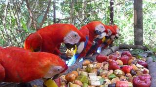 Scarlet Macaws Feeding in the PreRelease Aviary [upl. by Rego]