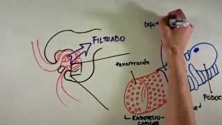 Fisiología Renal [upl. by Harhay90]