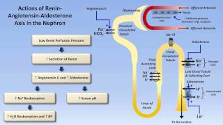 Sodium and Potassium Metabolism Renin Angiotensin Aldosterone and ADH [upl. by Ger]