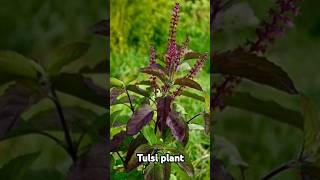 Healthy tips for tulsi plant😊✨️shorts ytshort nature plants plantscare [upl. by Herring]