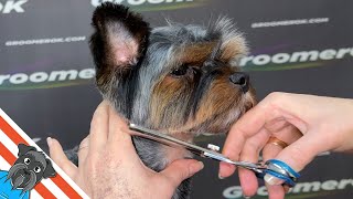 How to Groom a Yorkshire Terrier  StepbyStep Tutorial for Perfect Yorkshire Terrier Cuts  GlamUp [upl. by Nels]