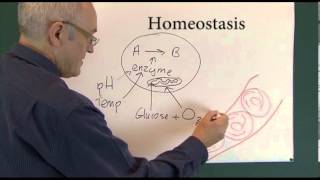 Homeostasis 1 Physiological Principles [upl. by Carlile354]