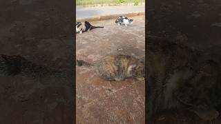 membari makan kucing liarpeedshortsuarakucingcatslover [upl. by Bardo]