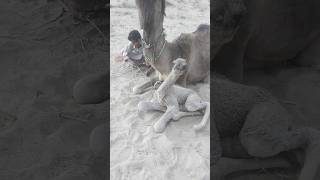 Crazy camel Baby cute baby adventure beautiful egypt fashion jerman reels youtube best [upl. by Adoree]