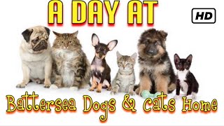 A day at Battersea Dogs amp Cats home [upl. by Harmony]