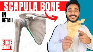 scapula bone anatomy 3d  anatomy of scapula bone attachments anatomy  bones of upper limb [upl. by Takakura]