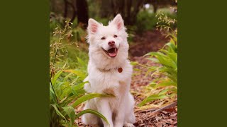 Excited Puppies Sound Effect [upl. by Cloutman]