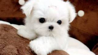 Tiny Teacup Maltese For Sale Ms Puppy Connection [upl. by Sukramed]