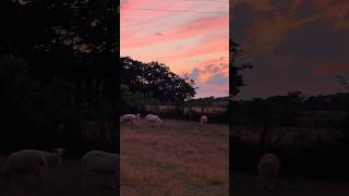 Cotton candy sky and 🐑 sky colors sheep lamb ram farmanimals fyp shorts [upl. by Lat]