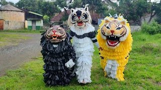 Barong macan vs Macanan hitam vs Macanan kuning baru [upl. by Krik721]