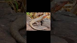 RingNecked Spitting Cobra and Giant Plated Lizard [upl. by Elockin]