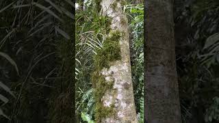 Bird’snest fern Asplenium nidus and other epiphytes [upl. by Sandry]