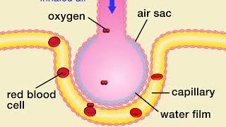 Animation 71 Gas exchange in air sacs [upl. by Adigun]