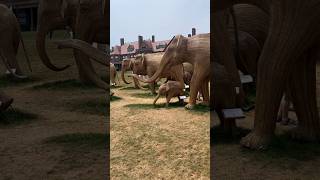 Great Elephant Migration sculptures at Salve Regina University Cliff Walk Newport Rhode Island [upl. by Morgun905]