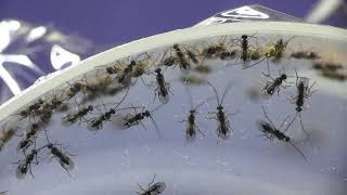 Swarm of Braconid Wasps in Captivity [upl. by Gristede]