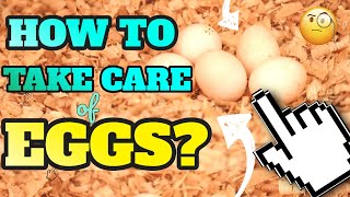 PAANO ALAGAAN ANG LOVEBIRD EGGS  HOW TO CARE amp CHECK IF YOUR LOVE BIRD EGG IS FERTILE OR INFERTILE [upl. by Eityak919]