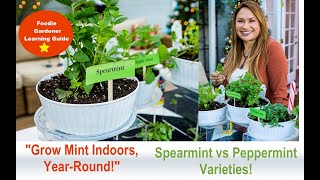 Grow Mint Indoors Spearmint and Peppermint Plant Varieties Foodie Gardener Shirley Bovshow [upl. by Cressy81]