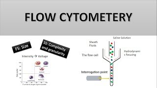 The Principle of Flow Cytometry and FACS 1 Flow Cytometry [upl. by Xena]