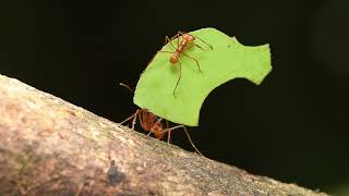 Leaf Cutter Ants [upl. by Lalat158]