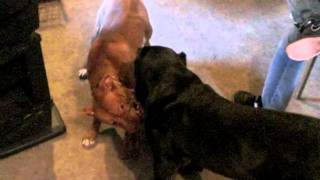 Cane Corso vs Pitbull [upl. by Edylc907]