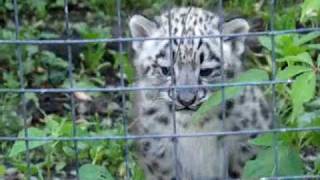 Adorable Snow Leopard Cubs [upl. by Huai]