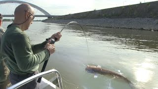 Pecanje soma smuđa i bucova na Dunavu kod Novog Sada  Fishing catfish [upl. by Mctyre]