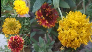 Summer Flowering plant Gaillardia ki care aur 12 saal plant keise flowering karecare n grow tips [upl. by Saiasi773]