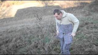 Comment pailler un jeune arbre [upl. by Rance]