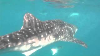 Oslob Whale Sharks [upl. by Rosita863]