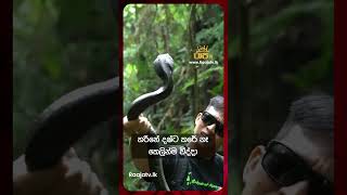 අම්මෝ කොහොමද විදිල්ල Snake Apower wildlife [upl. by Hyde]