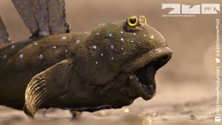 Will Robot Spy Mudskipper Be Competition For The Real Male Mudskippers [upl. by Flita]