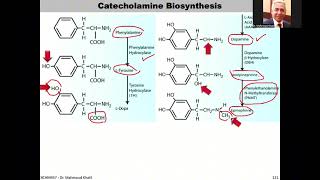 Lec8 Adrenal Hormones Slides127142 Tri [upl. by Raney]