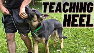 HOW TO Train Your Dog To HEEL FIRST STEPS [upl. by Vasili]