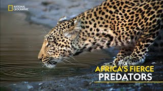 Africa’s Fierce Predators  Africas Deadliest  हिंदी  Full Episode  S2  E3  Nat Geo [upl. by Nerac65]