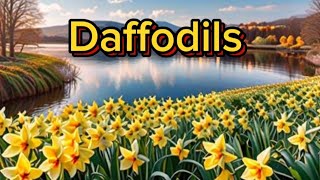 Daffodils  Text and explanation of the poem Daffodils by William Wordsworth [upl. by Waxman782]