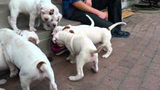 6 week old American Bulldog puppies [upl. by Pamella840]